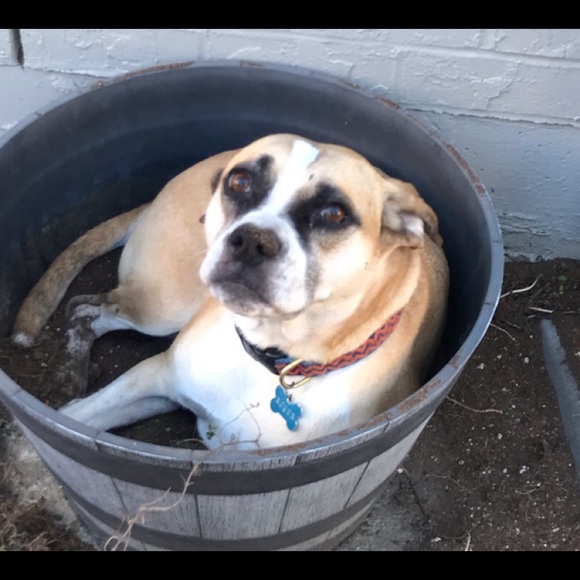 Meet your Posher, Beverly - Picture 3 of 4